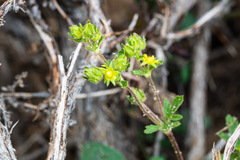 Potentilla biennis