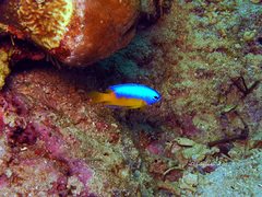 Pomacentrus auriventris