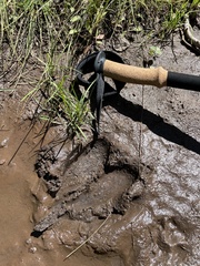Cervus canadensis canadensis
