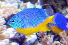 Azure Damselfish photo 2