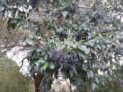 Ligustrum lucidum