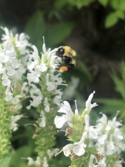 Bombus bimaculatus