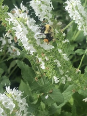 Bombus bimaculatus