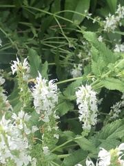 Bombus bimaculatus