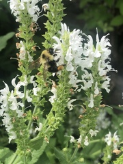 Bombus bimaculatus