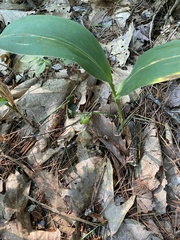 Convallaria pseudomajalis