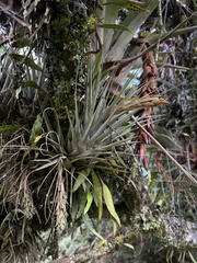 Tillandsia fragrans