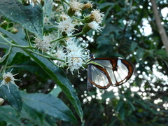 Ithomia agnosia