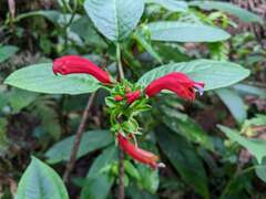 Centropogon granulosus