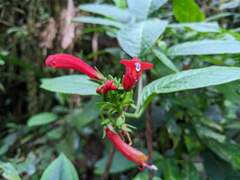 Centropogon granulosus