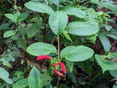 Centropogon granulosus