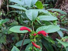 Centropogon granulosus