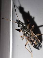 Paraparomius leptopoides