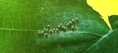 Colobura dirce