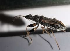 Paraparomius leptopoides