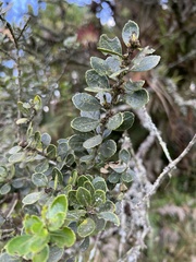 Ilex kunthiana