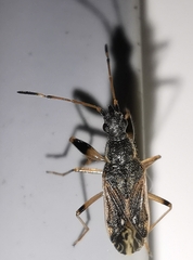 Paraparomius leptopoides