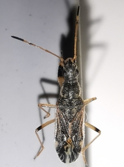 Paraparomius leptopoides