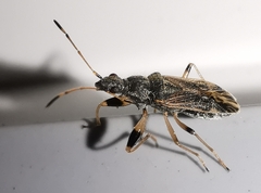 Paraparomius leptopoides