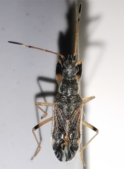 Paraparomius leptopoides