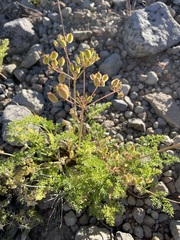 Cymopterus terebinthinus californicus