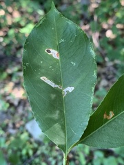 Coptodisca splendoriferella