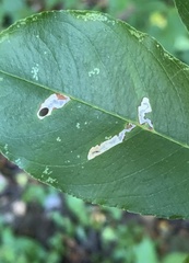 Coptodisca splendoriferella