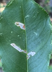 Coptodisca splendoriferella