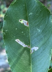 Coptodisca splendoriferella