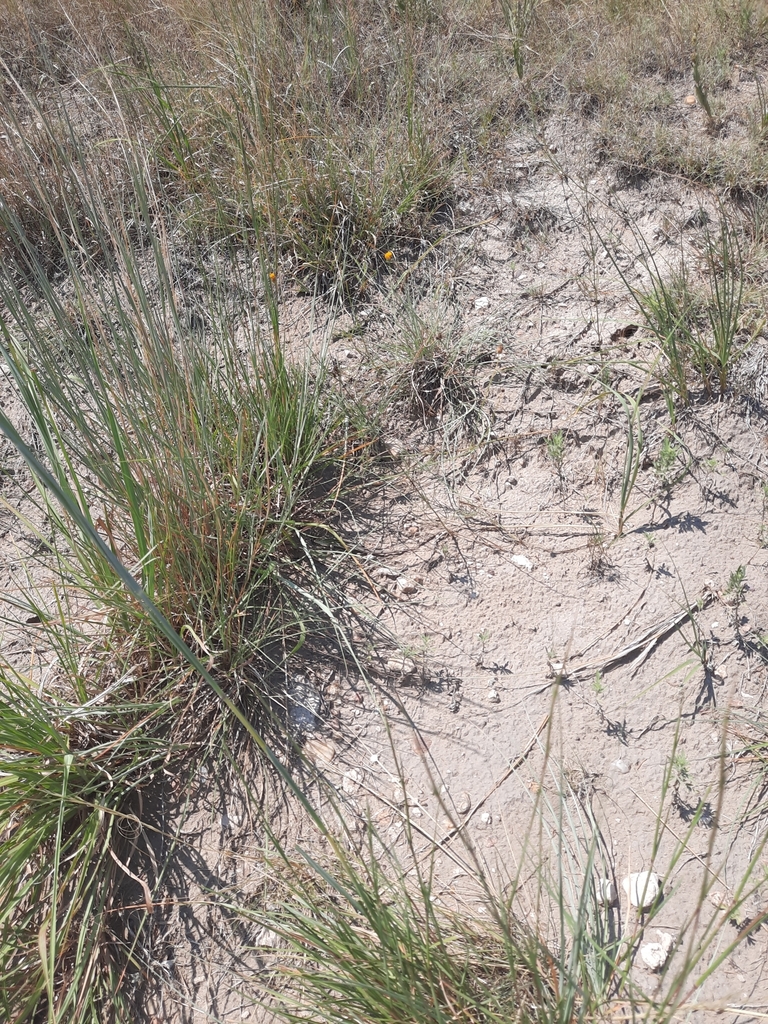 Prairie Racerunner from Rural Ogallala, NE 69153, USA on August 3, 2022 ...