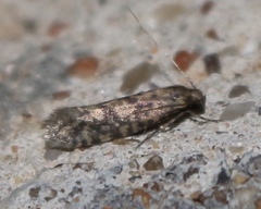 Haplotinea insectella