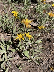 Arnica dealbata