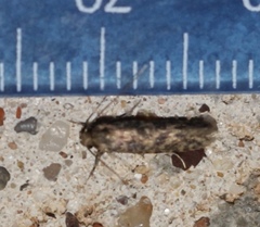 Haplotinea insectella