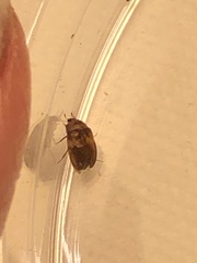 Attagenus fasciatus
