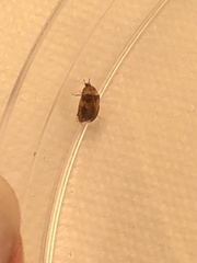Attagenus fasciatus