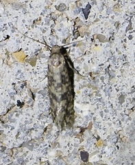 Haplotinea insectella