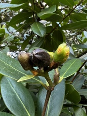 Schultesianthus coriaceus