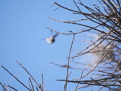 Chlorostilbon lucidus