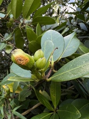 Schultesianthus coriaceus
