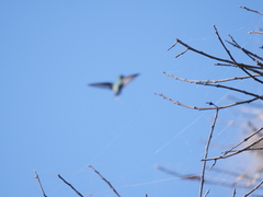 Chlorostilbon lucidus