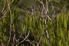 Melaleuca blepharosperma