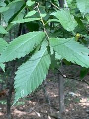 Stigmella apicialbella