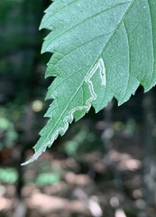 Stigmella apicialbella