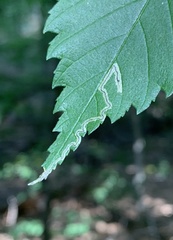 Stigmella apicialbella