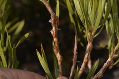 Melaleuca blepharosperma