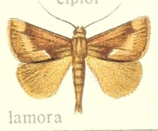 Euclea lamora