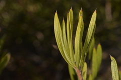Melaleuca blepharosperma