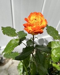 Rosa