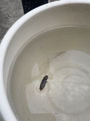 Hemicrepidius nemnonius