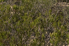 Melaleuca blepharosperma